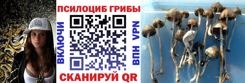 где найти наркотики  Приволжск  Псилоцибиновые грибы MAGIC MUSHROOMS 